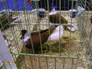 DSC06611