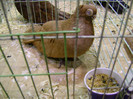 DSC06615