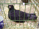 DSC06618
