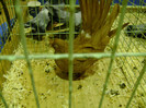 DSC06631