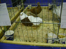 DSC06750