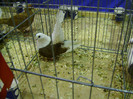 DSC06753