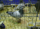 DSC06776