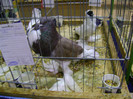 DSC06801