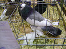 DSC06807