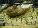 DSC06815
