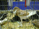 DSC06816