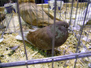 DSC06821