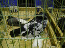 DSC06828