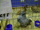 DSC06875