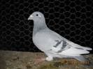 F2010 - 06.11.2011