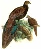 JOHN GERRARD KEULEMANS