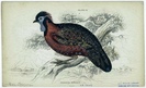 SatyrTragopan