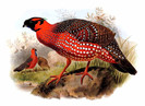 tragopan.satyre.D.G.ELLIOT