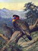 WesternTragopan-William Beebe