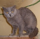 british shorthair Lila
