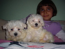 Bichon Maltese