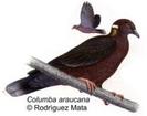 Columba araucana