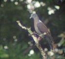 Columba delegorguei