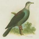 Columba versicolor