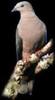 Ducula lacernulata