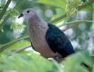 Ducula pacifica