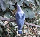Ducula pinon
