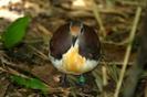 Gallicolumba rufigula