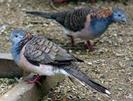 Geopelia humeralis