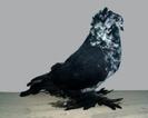 Hungarian Giant House Pigeon