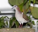 Leptotila jamaicensis