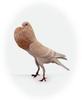 Lille Pouter