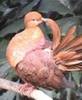 Macropygia ruficeps