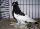 Markische Magpie Tumbler