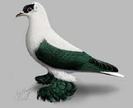 Nurnberg Swallow