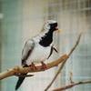 Oena capensis