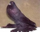 Old Holland Pouter