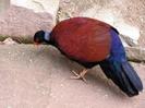 Otidiphaps nobilis