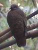 Phapitreron cinereiceps