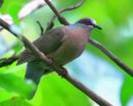 Phapitreron leucotis