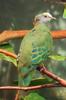 Ptilinopus coronulatus