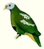 Ptilinopus granulifrons