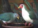 Ptilinopus jambu