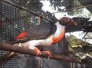 Ptilinopus marchei