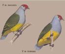Ptilinopus mercierii
