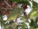 Ptilinopus monacha