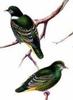Ptilinopus nainus