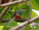 Ptilinopus wallacii