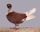 Romanian Naked-Neck Tumbler