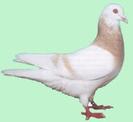 Saar Pigeon